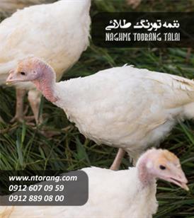 فروش جوجه بوقلمون گوشتی٢٠روزه